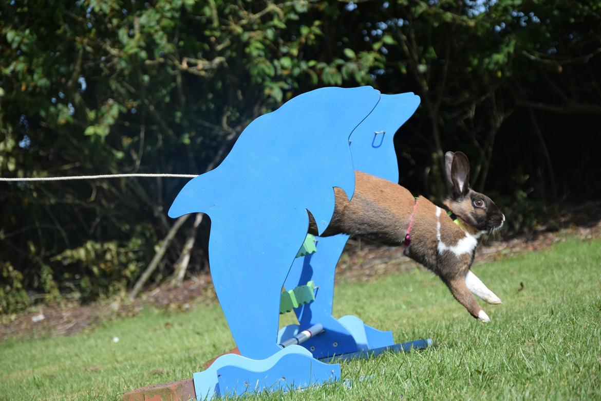 Kanin Dina billede 17