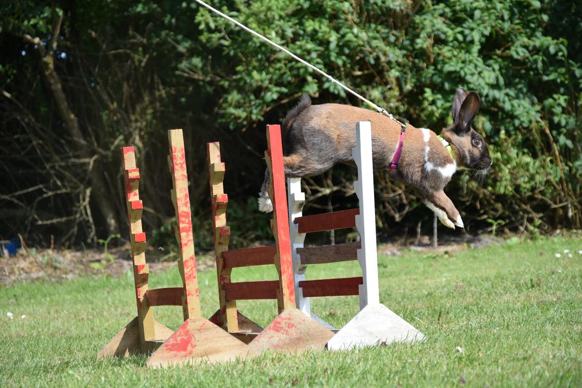 Kanin Dina billede 4