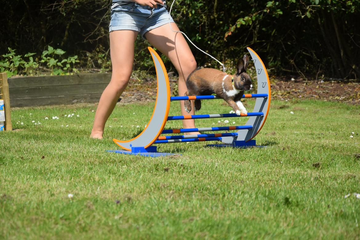 Kanin Dina billede 5