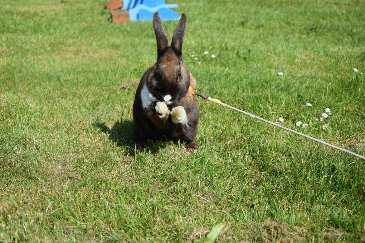 Kanin Dina billede 21