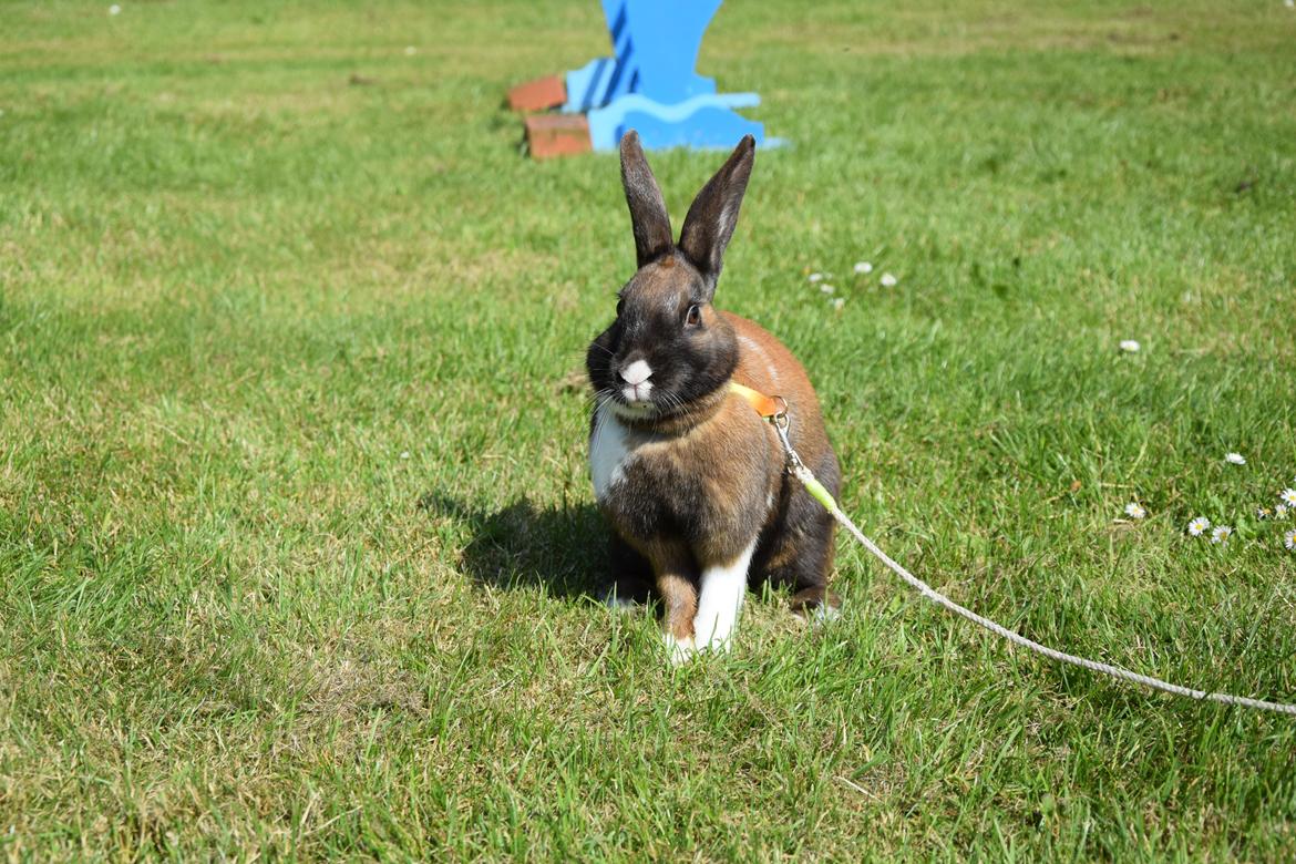 Kanin Dina billede 13