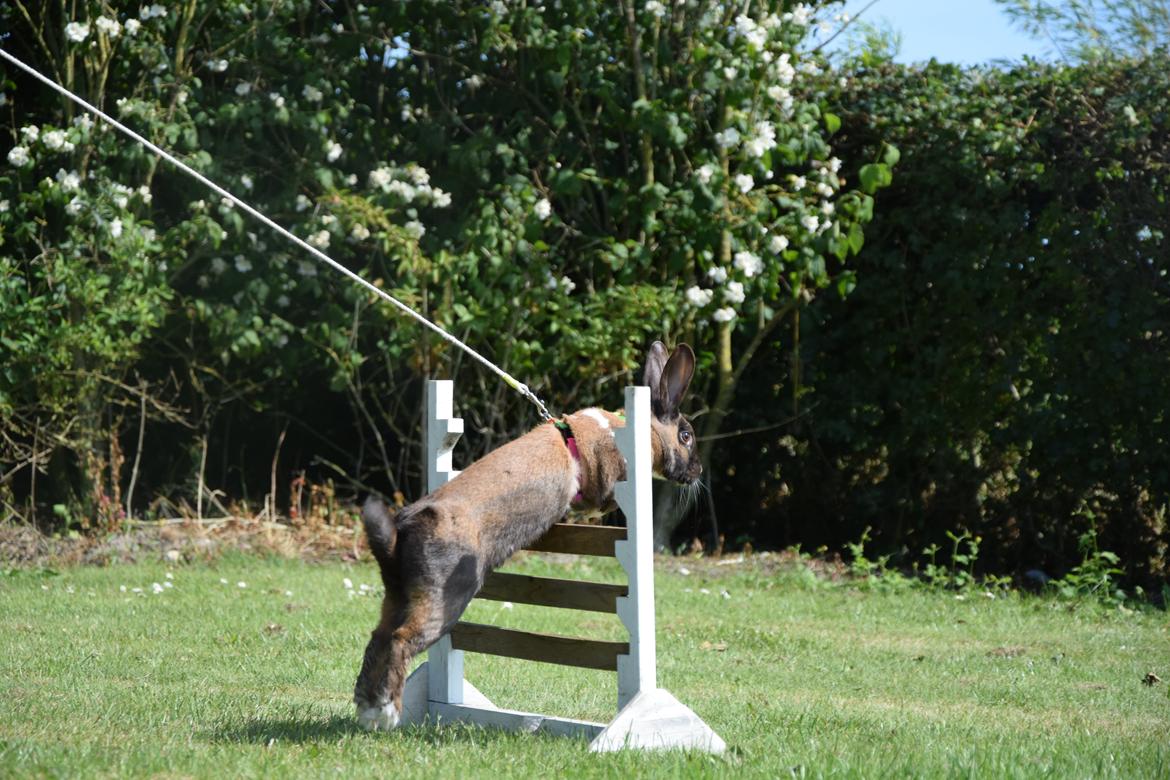 Kanin Dina billede 19