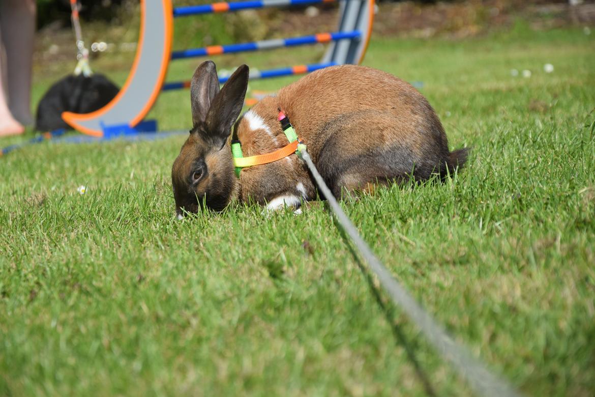 Kanin Dina billede 30