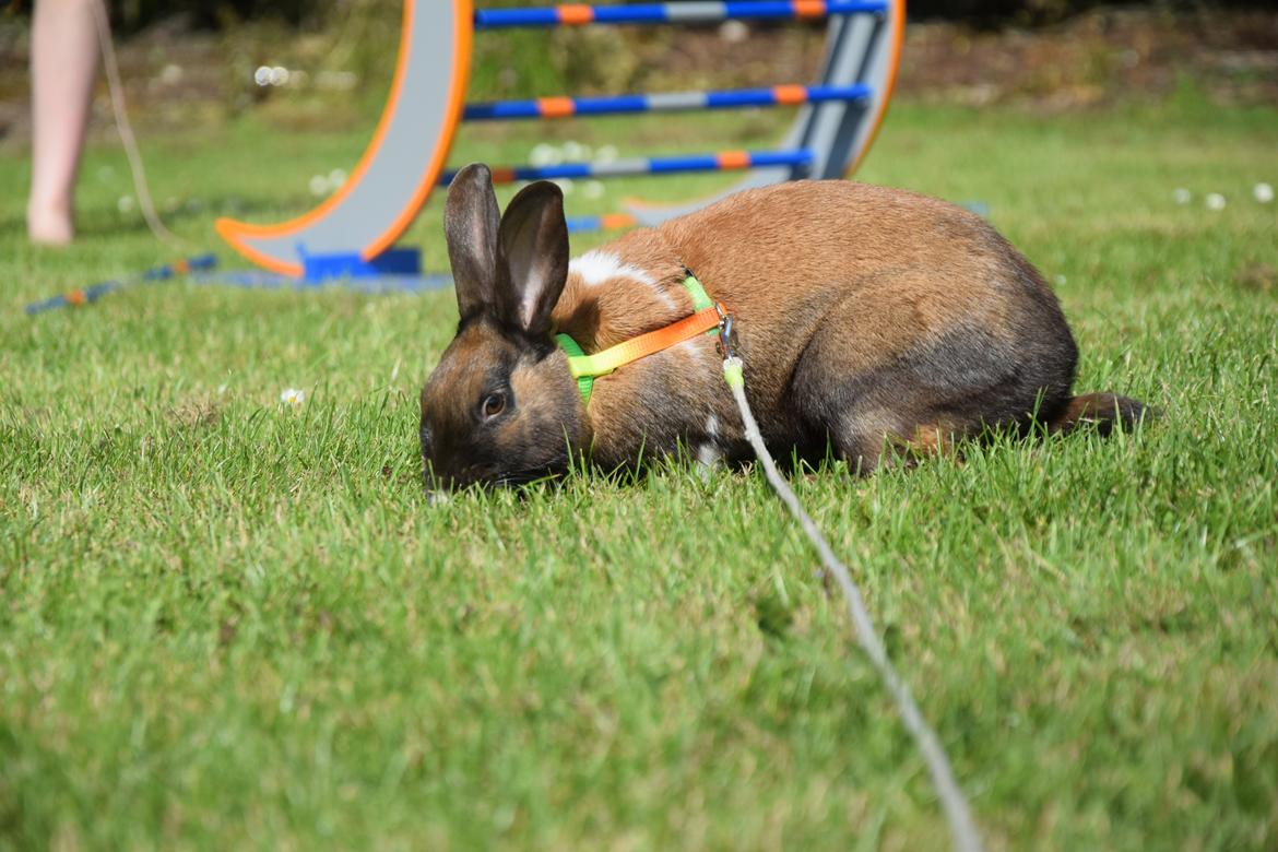 Kanin Dina billede 23