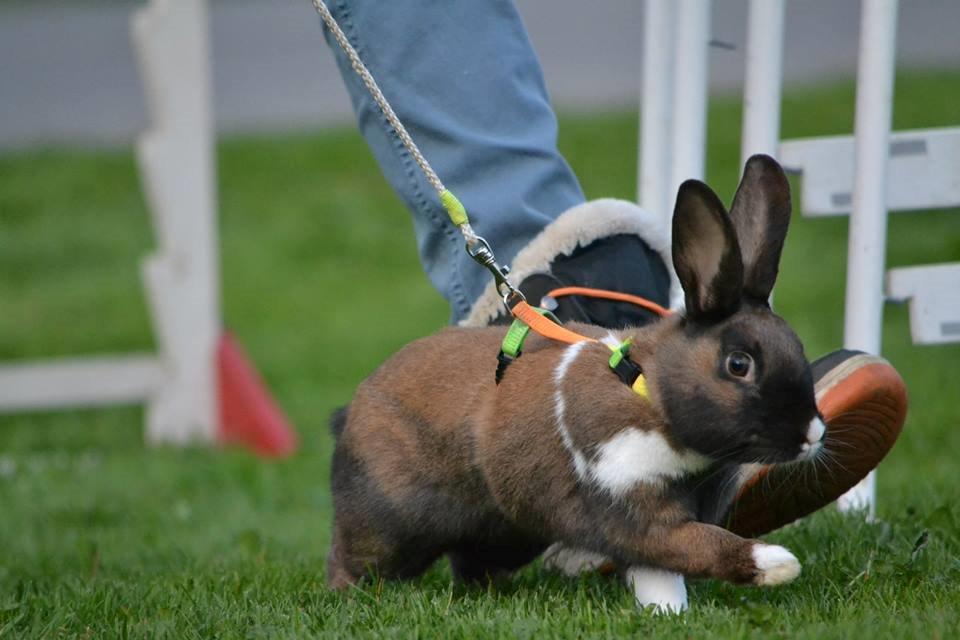 Kanin Dina billede 24