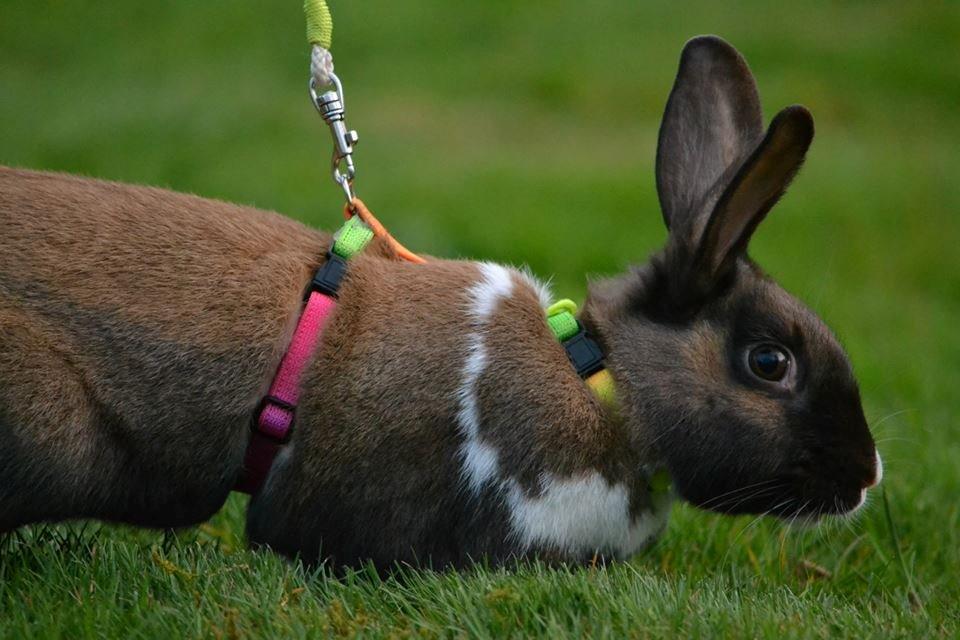 Kanin Dina billede 6