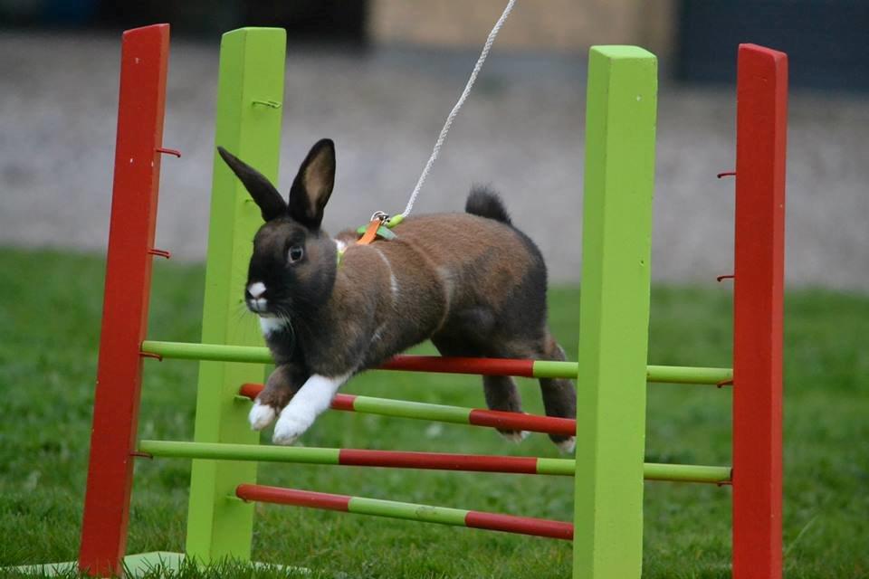 Kanin Dina billede 25