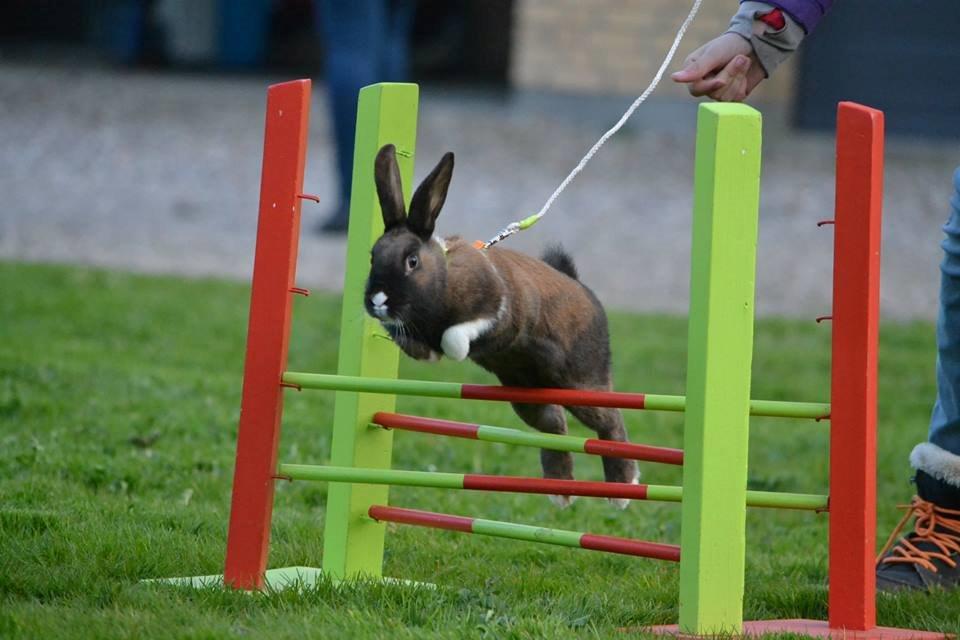 Kanin Dina billede 7