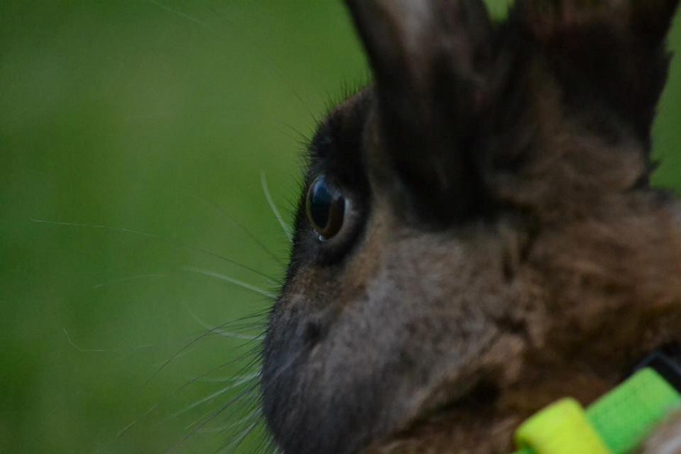 Kanin Dina billede 32