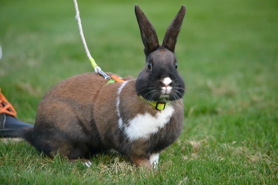 Kanin Dina billede 9