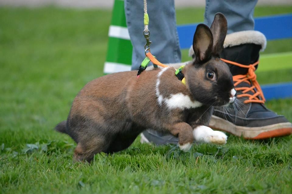 Kanin Dina billede 29