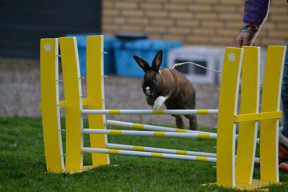 Kanin Dina billede 2