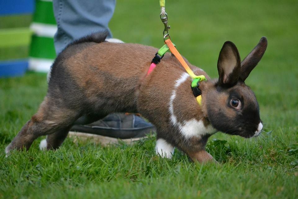 Kanin Dina billede 18