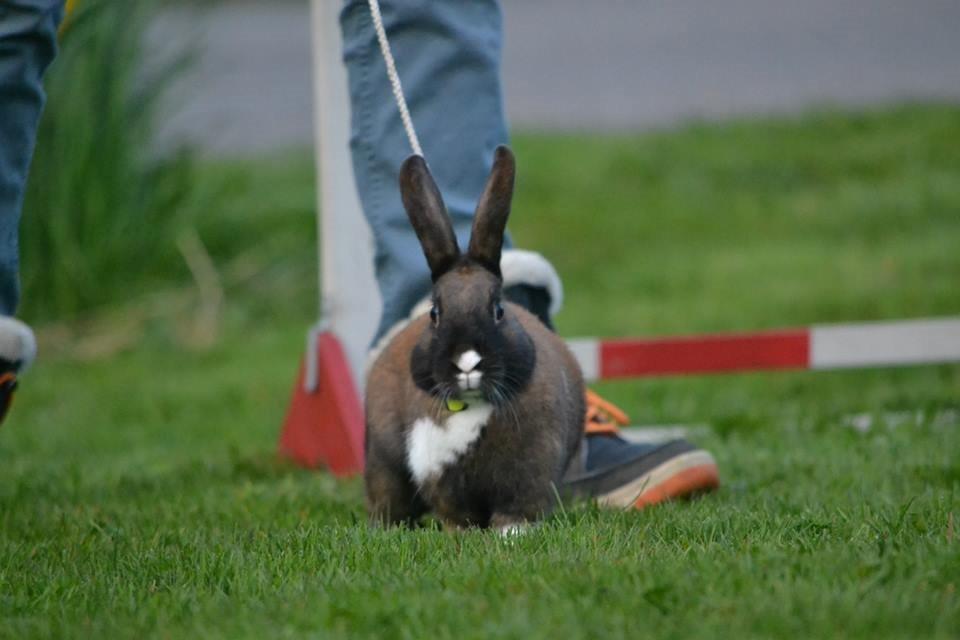 Kanin Dina billede 20