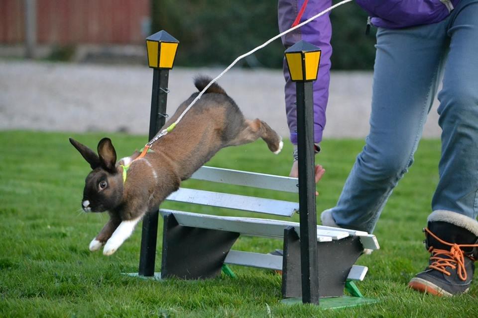 Kanin Dina billede 16