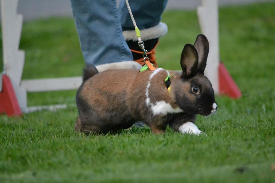 Kanin Dina billede 15