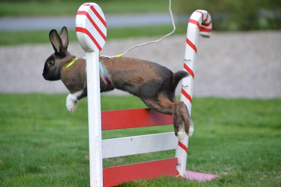 Kanin Dina billede 31