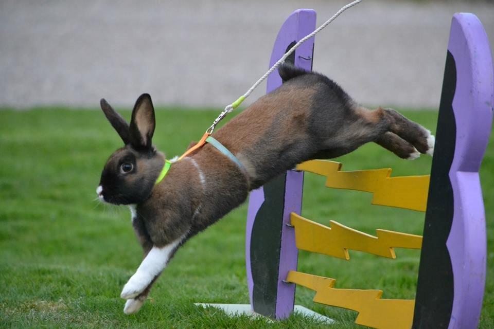 Kanin Dina billede 27