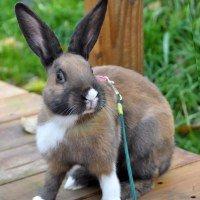 Kanin Dina billede 3