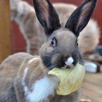 Kanin Dina billede 1