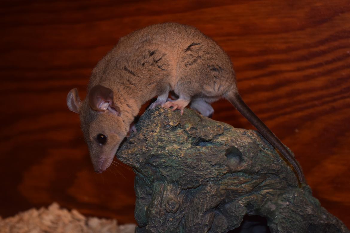 Sugar glider Mateo (korthalet opossum) billede 3