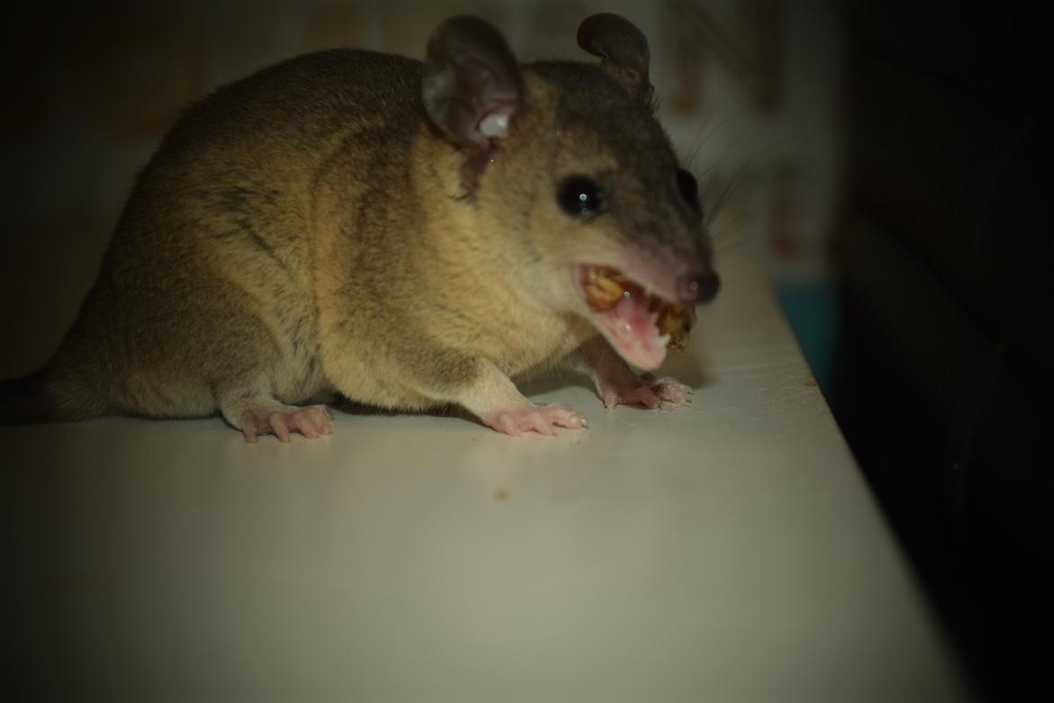 Sugar glider Mateo (korthalet opossum) billede 4