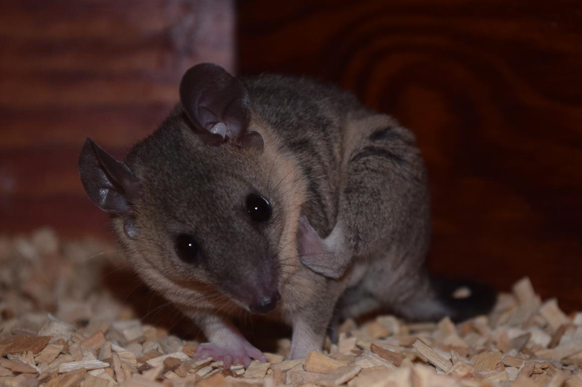 Sugar glider Mateo (korthalet opossum) billede 6