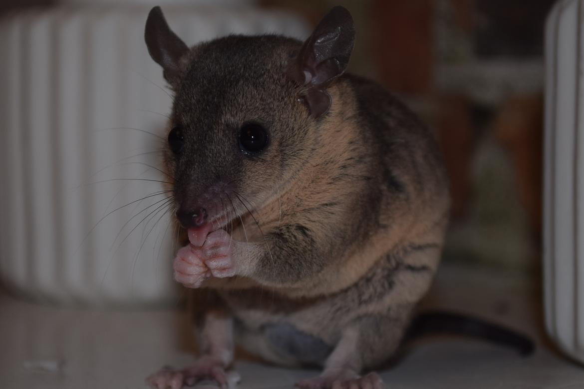 Sugar glider Mateo (korthalet opossum) billede 7