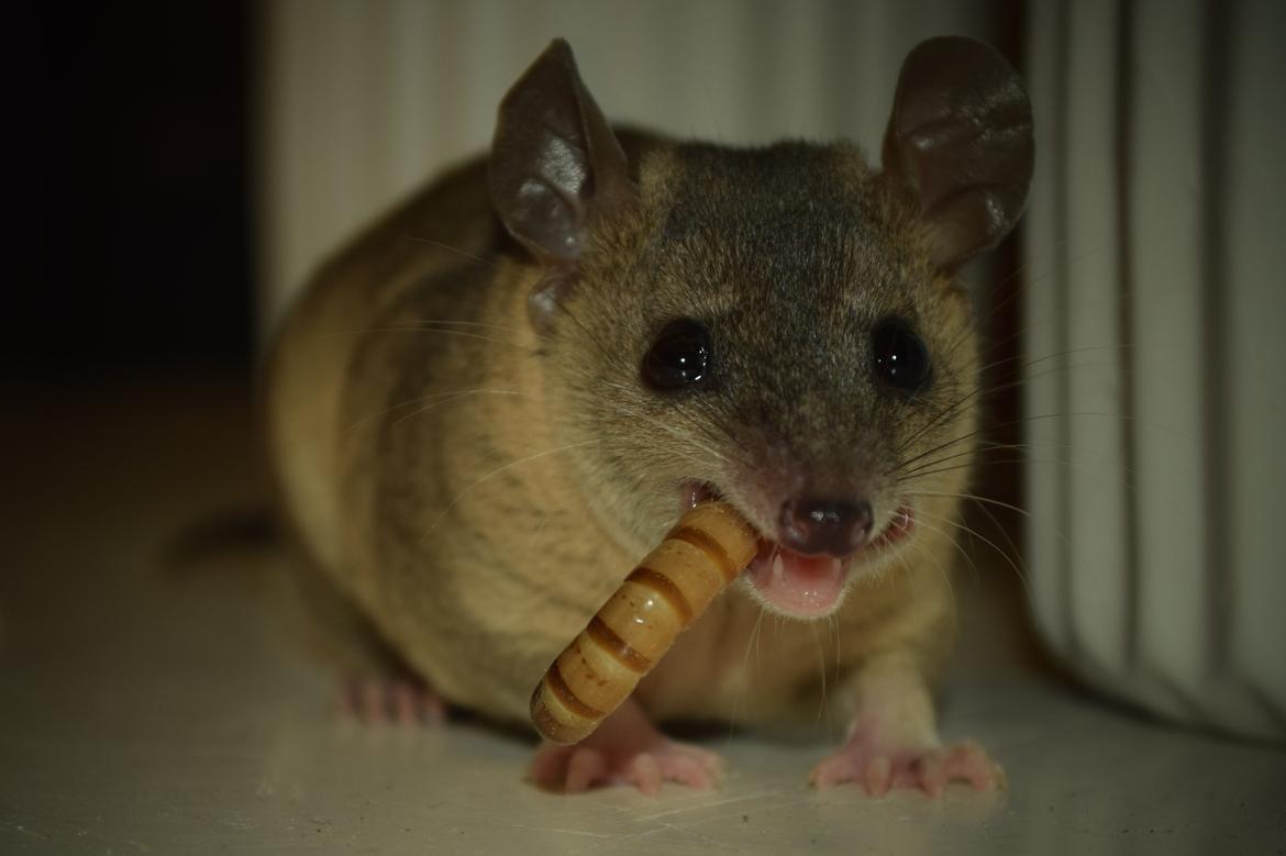 Sugar glider Mateo (korthalet opossum) billede 1