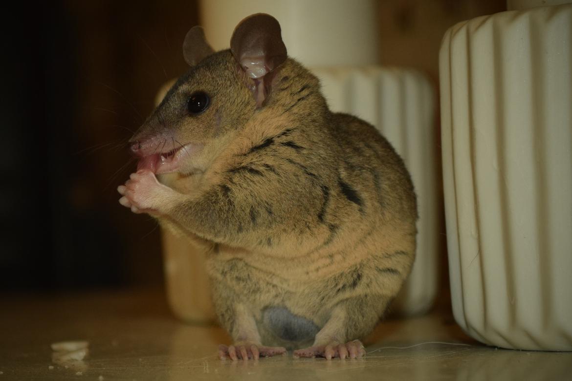 Sugar glider Mateo (korthalet opossum) billede 2