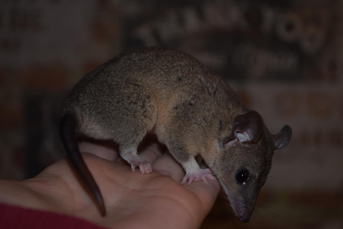 Sugar glider Mateo (korthalet opossum) billede 8