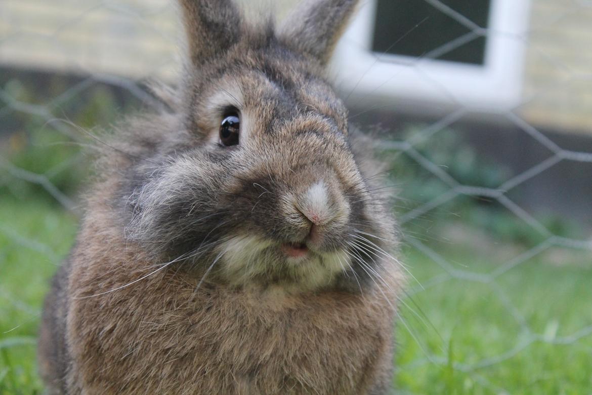 Kanin | Peter  billede 28