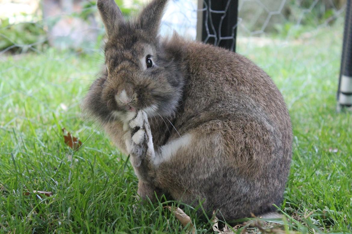 Kanin | Peter  billede 30