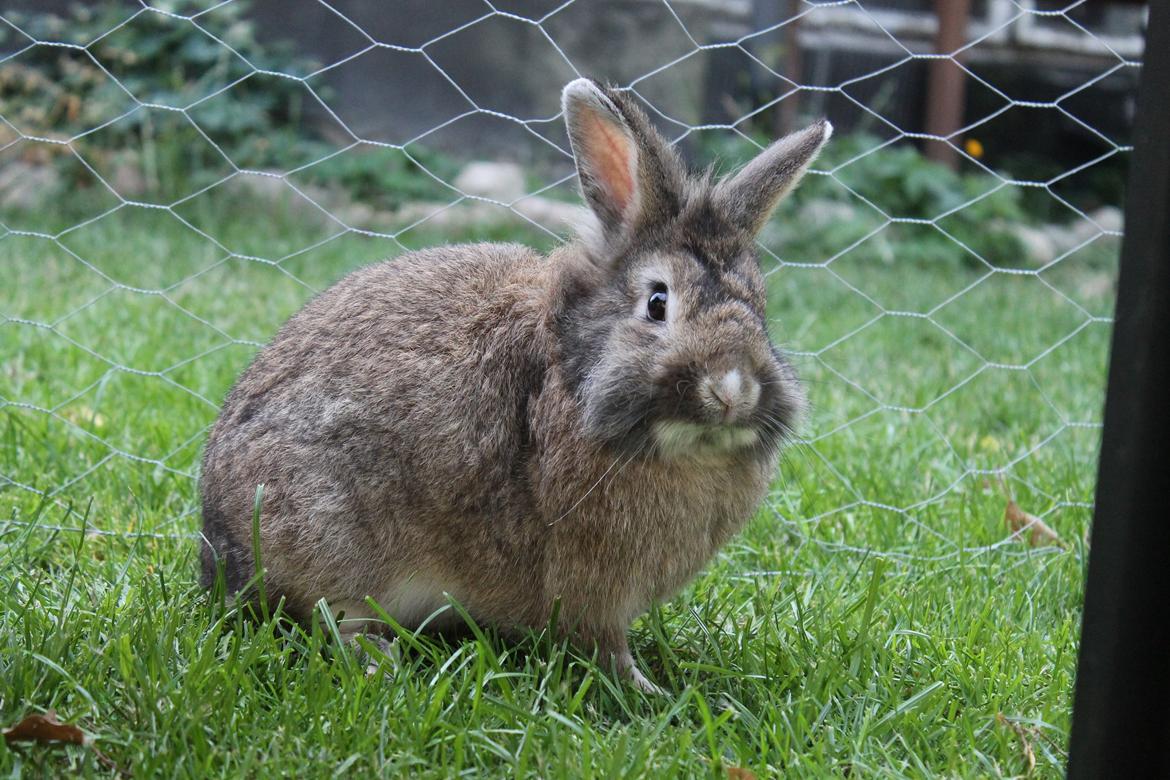 Kanin | Peter  billede 29