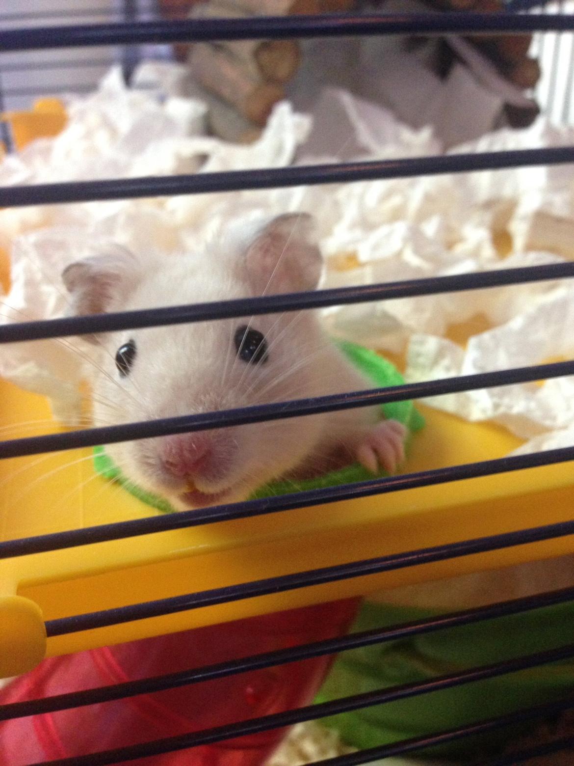 Hamster Pudding billede 15