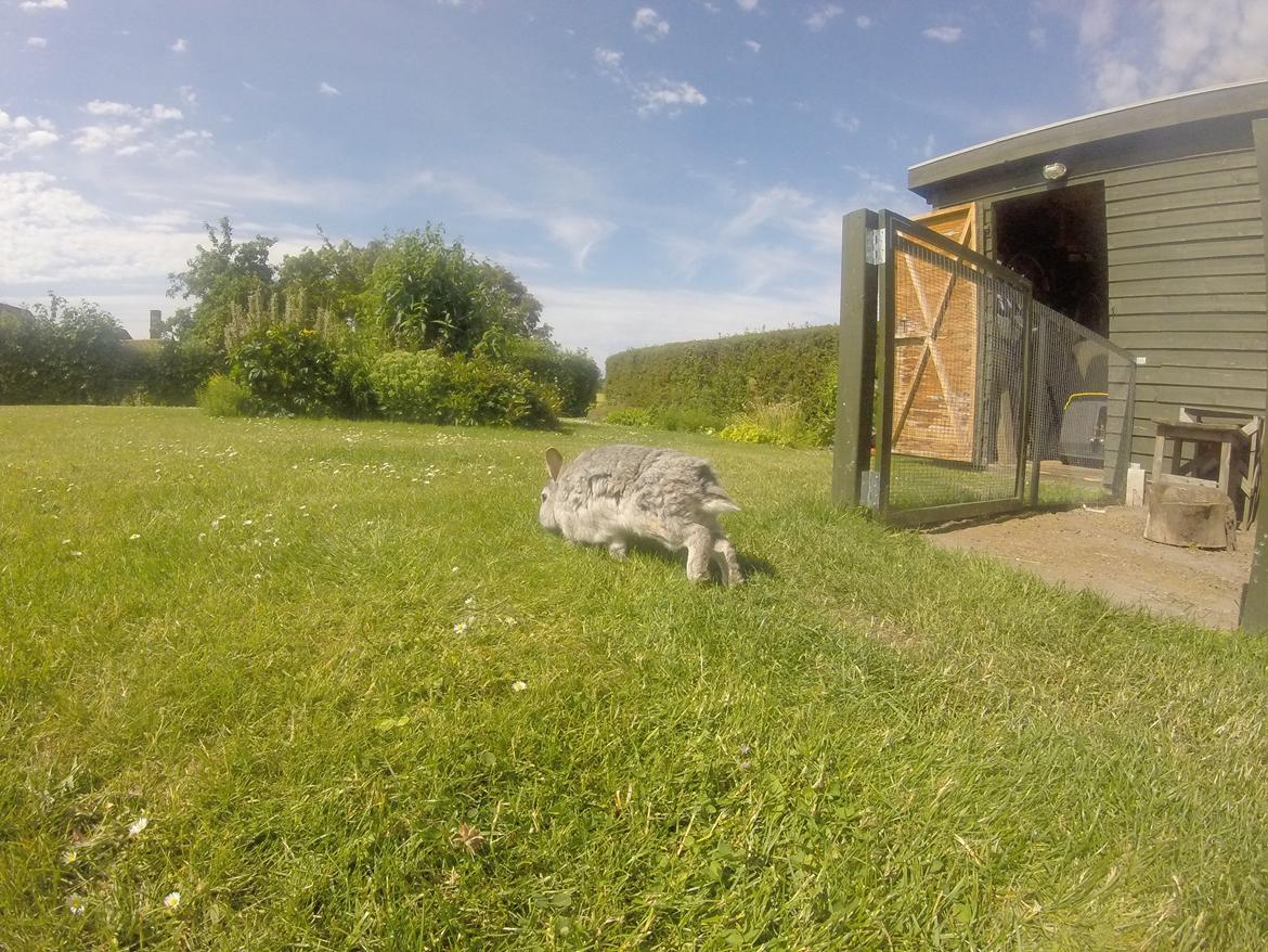 Kanin Ninus billede 11