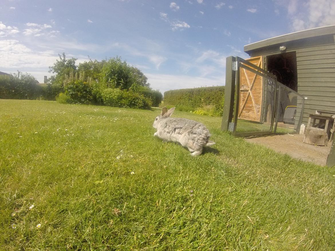 Kanin Ninus billede 10