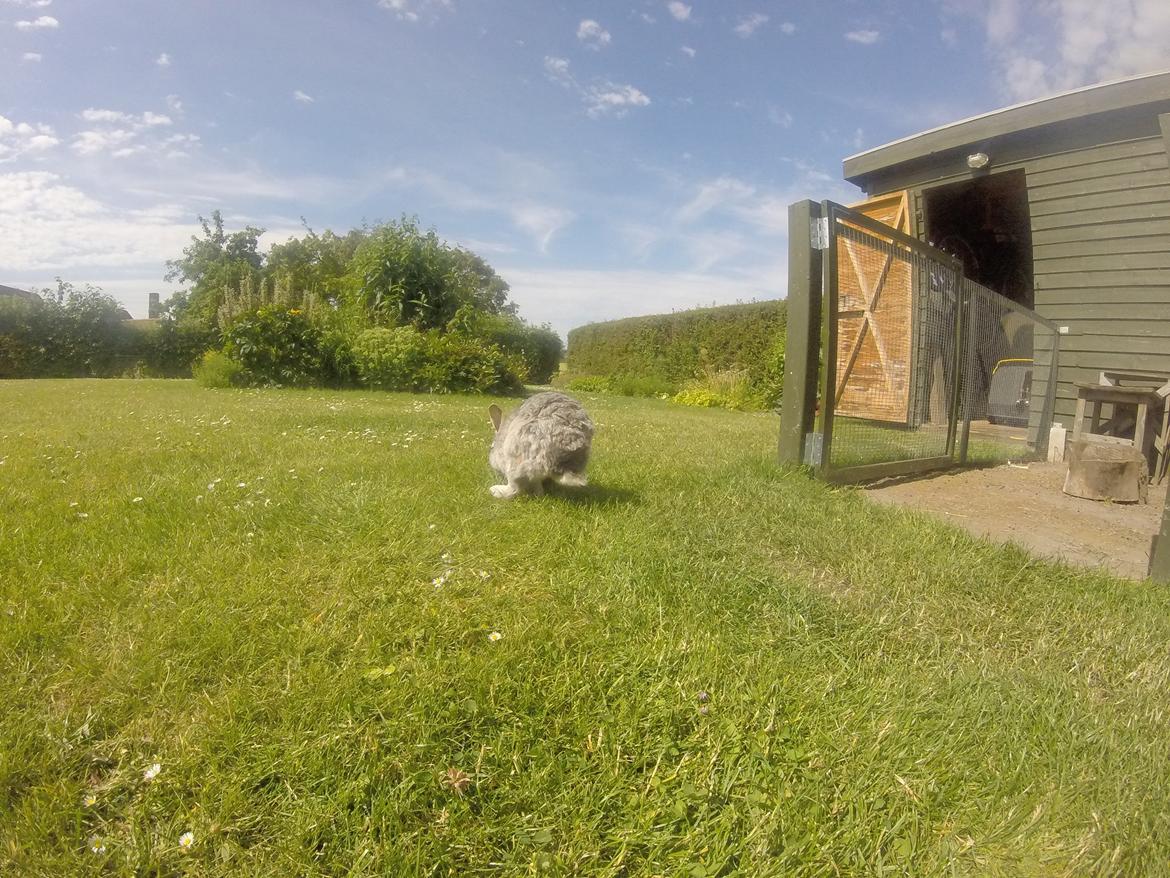 Kanin Ninus billede 12