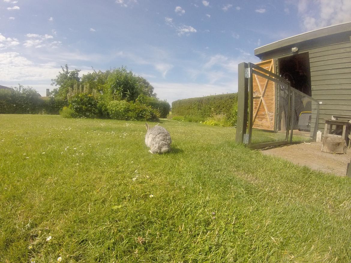 Kanin Ninus billede 13