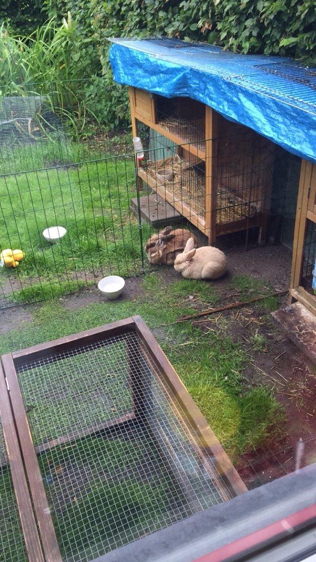 Kanin Doug's Bianca Beach Babe billede 21