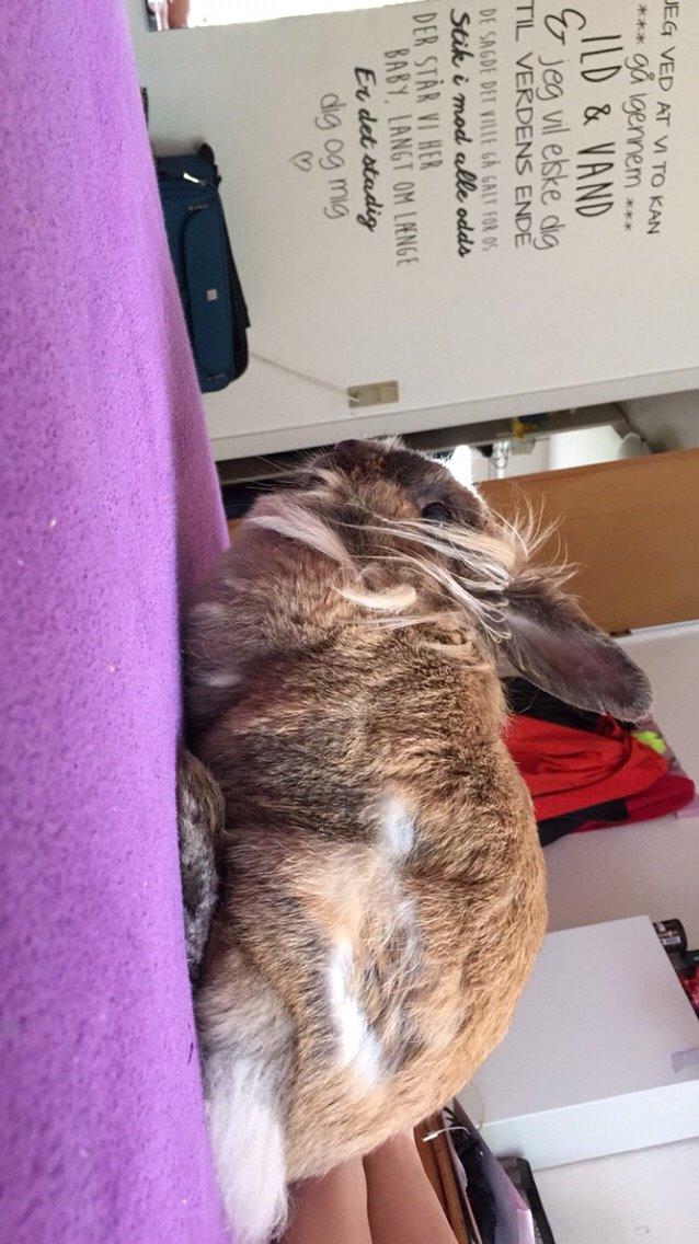 Kanin Doug's Bianca Beach Babe billede 22