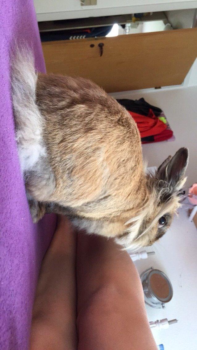 Kanin Doug's Bianca Beach Babe billede 23