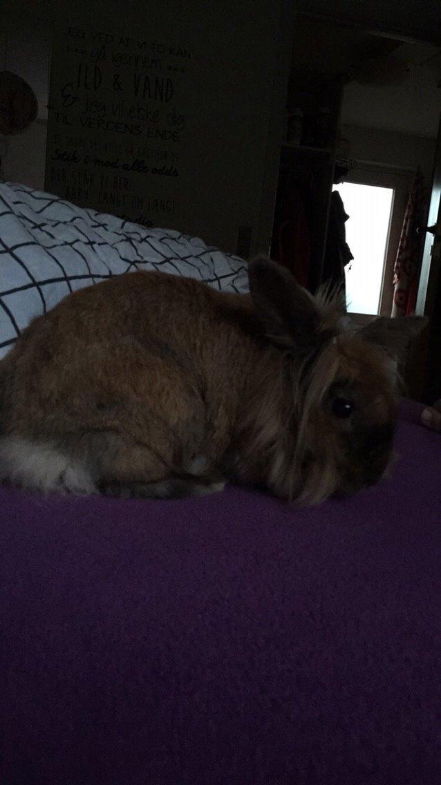 Kanin Doug's Bianca Beach Babe billede 24