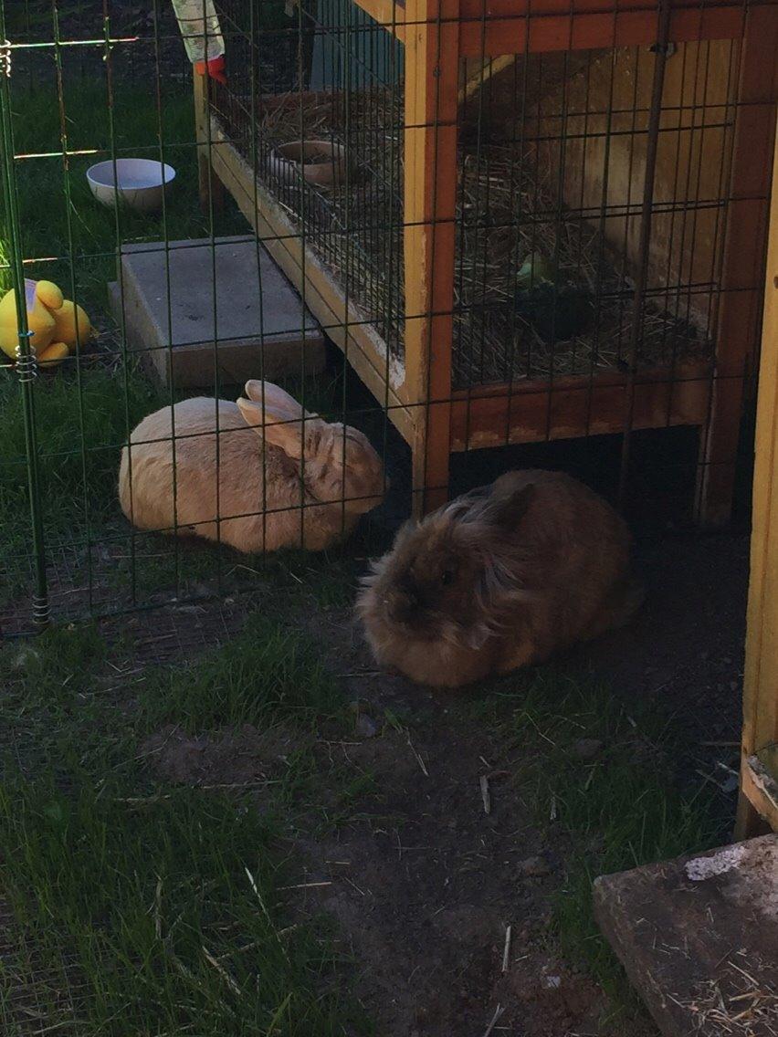 Kanin Doug's Bianca Beach Babe billede 25