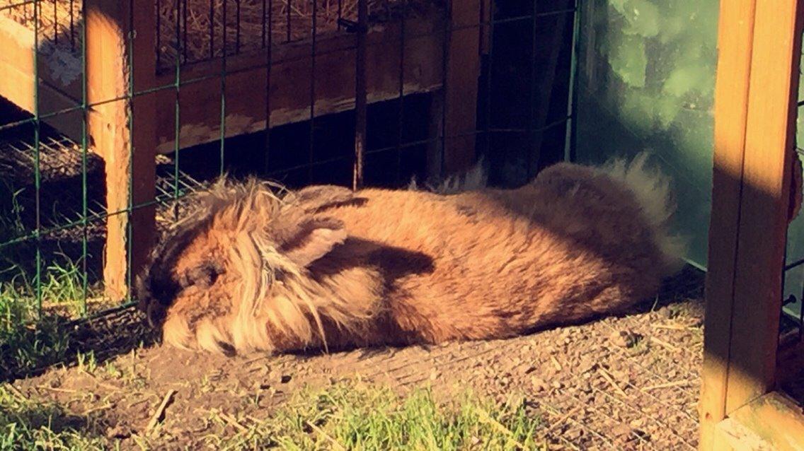 Kanin Doug's Bianca Beach Babe billede 26