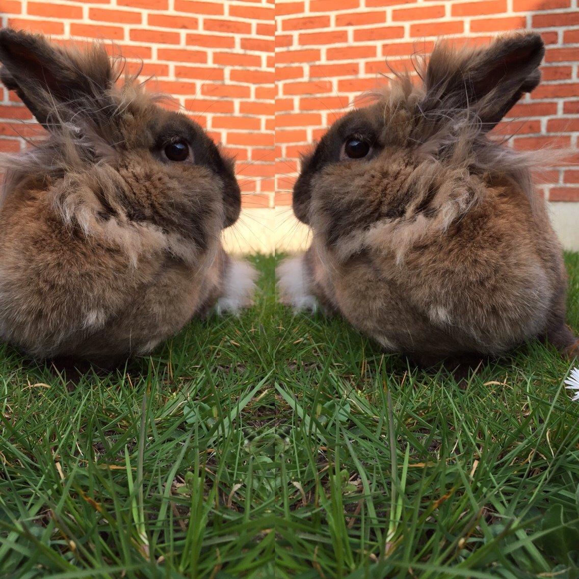 Kanin Doug's Bianca Beach Babe billede 27