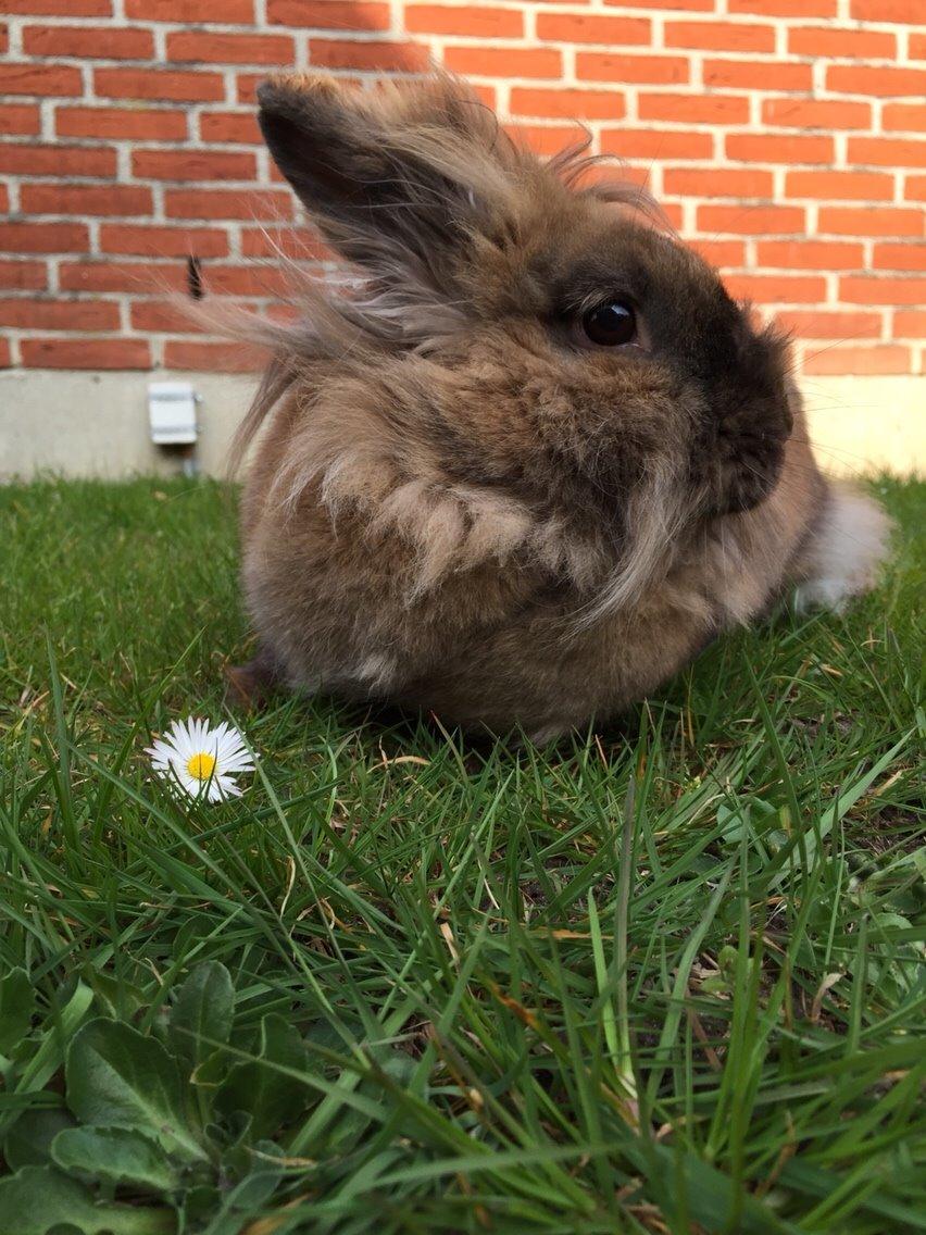 Kanin Doug's Bianca Beach Babe billede 28