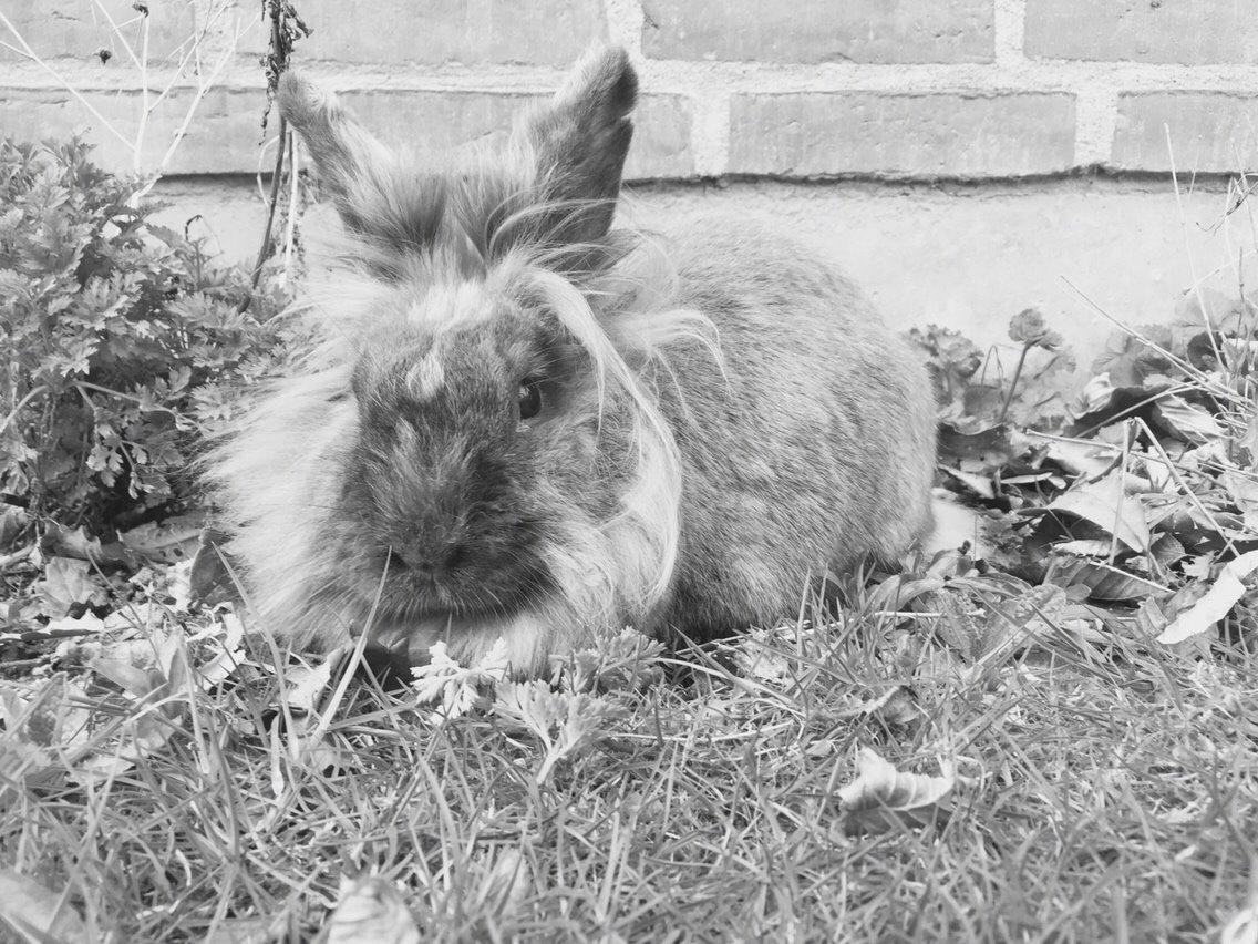 Kanin Doug's Bianca Beach Babe billede 29