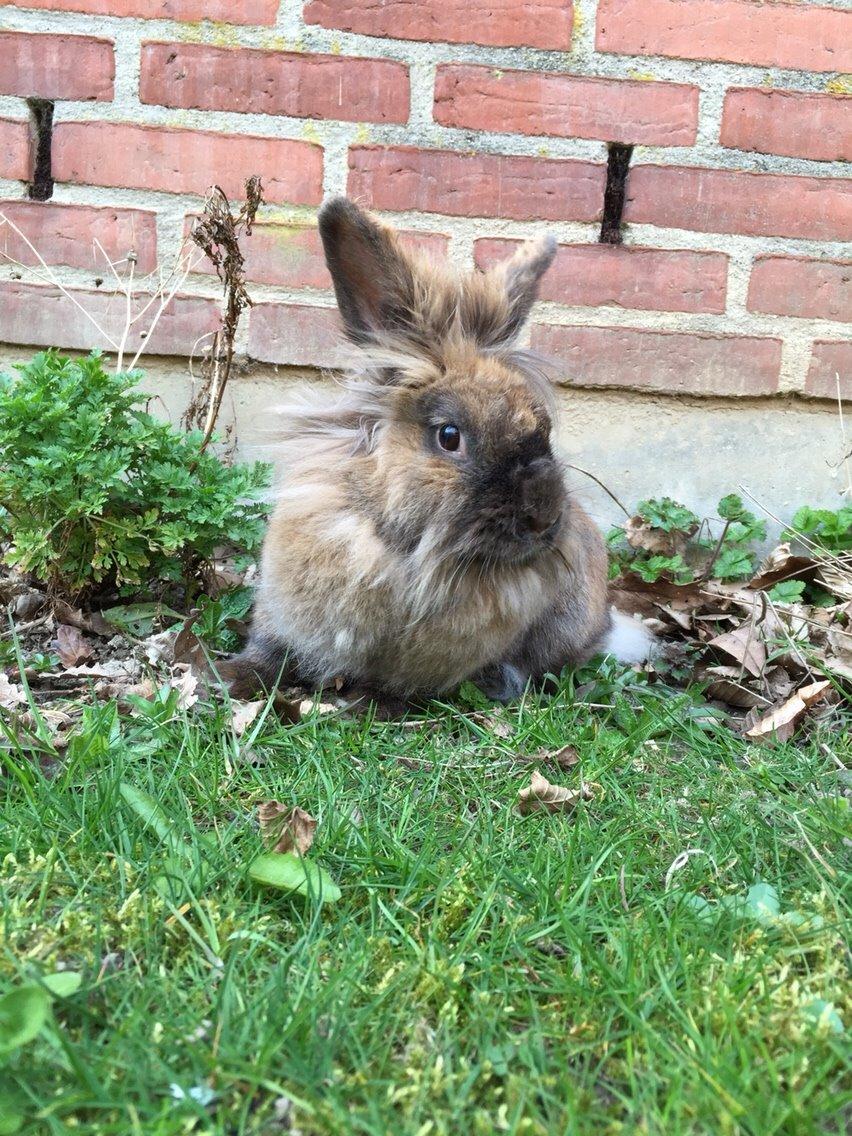 Kanin Doug's Bianca Beach Babe billede 30