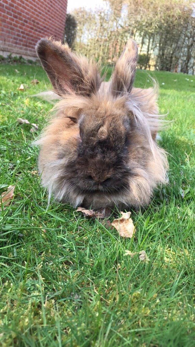 Kanin Doug's Bianca Beach Babe billede 32